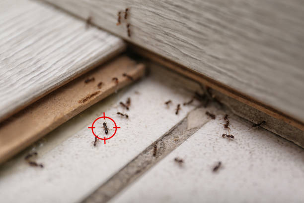 Pest Prevention Services in Weddington, NC