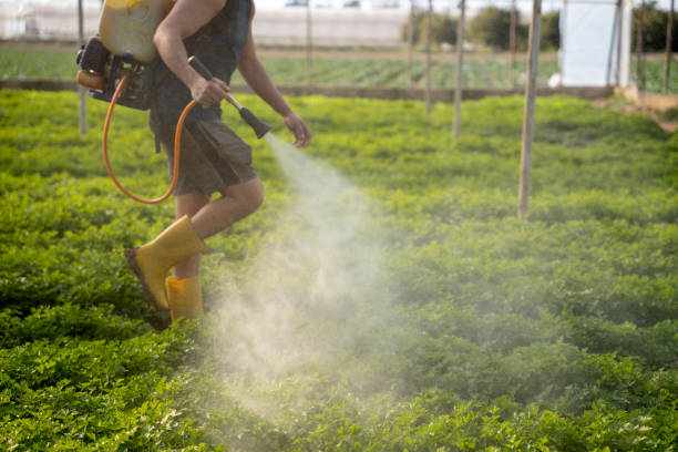 Best Wasp Removal Services  in Weddington, NC
