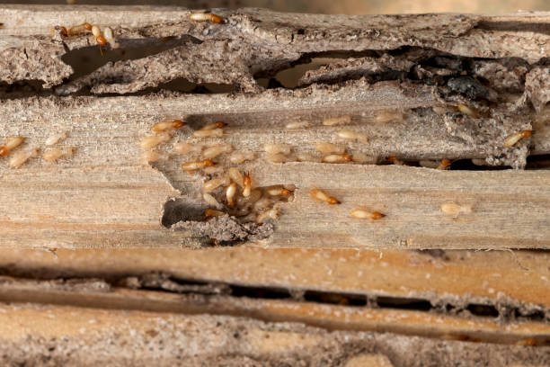 Best Pest Control Treatment  in Weddington, NC